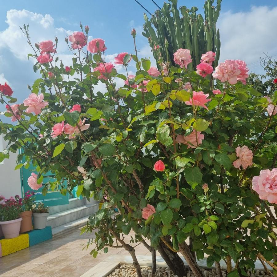 Arocaria - Faliraki Peaceful Apartments المظهر الخارجي الصورة